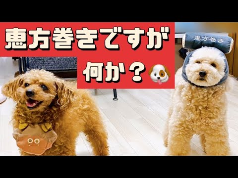 【恵方巻きですが何か？🐶】【3coins購入品】#2024 #節分 #トイプードル