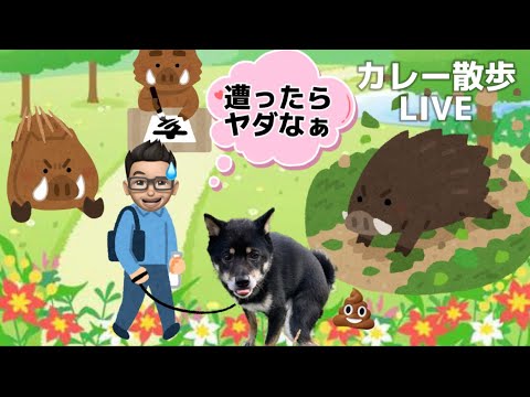 イノシシがいる⁉️🐗恐る恐るカレー散歩 LIVE