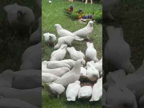 #shortvideo #amazing #native #australia #corellas