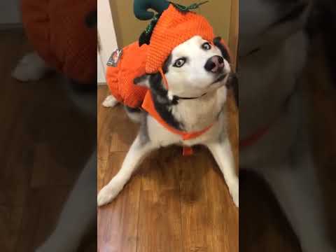 Husky Hates His Pumpkin Costume