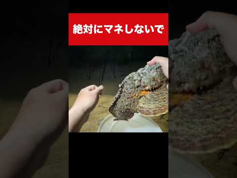 最強毒魚・オニダルマオコゼに刺されるとこうなる