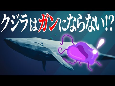 【ゆっくり解説】ガンのパラドックス！なぜシロナガスクジラはガンにかからないのか？