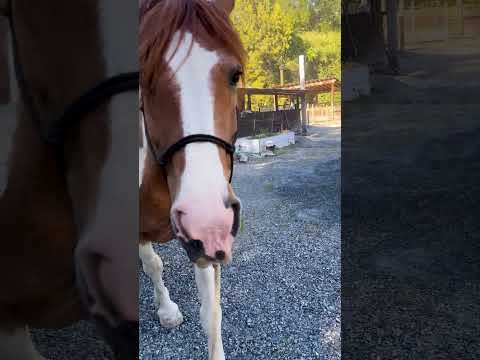 Gracie Was So Excited To See Her Bestie 👯‍♀️ #horses #shorts #besties