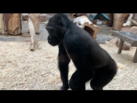 Western Lowland Gorilla Bangs on Glass at Zoo Praha - 07/01/24