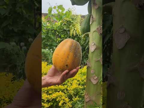 Papaya Harvesting #gardening #plants #papaya