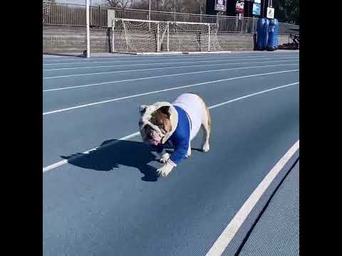 From the Blue Oval to the world stage, II is all set to bark for USA! 🇺🇸 #DrakeUniversity