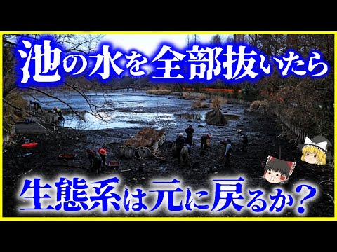 【ゆっくり解説】池の水を全部抜いたら、生態系は元に戻るのか？を解説/外来種は悪者か？日本の伝統的な「掻い掘り」の正しい方法