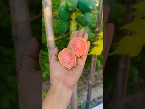 Pink guava 😮🍐 #guava #guavafruit #gardening #harvesting #harvest #shorts #shortsfeed #viral #fyp