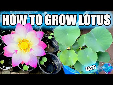 How to Grow Lotus at Home From Seed!