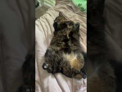 #shortvideo #cutecat #catlover