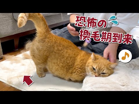 抜け毛が本気を出してきた猫を刈ったらほっそり猫が現れた…！？