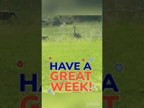 These Cute Geese want to wish you a Happy Monday! #shorts #subscribe #cute #mondaymotivation #geese