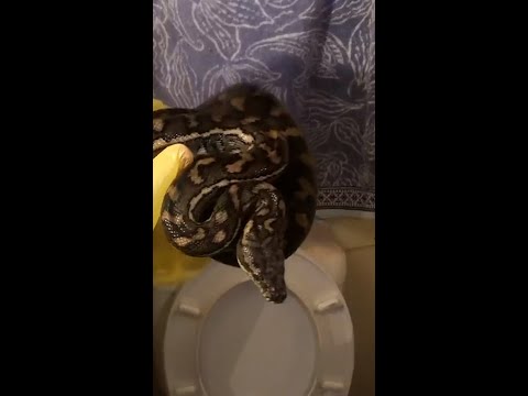 Elusive python in toilet sends snake catchers round the bend (literally)