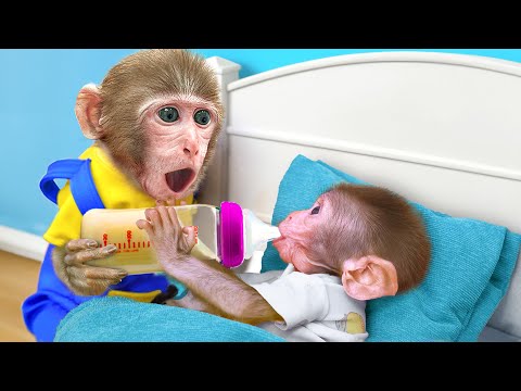 KiKi Monkey Take Care of Brother as Good Nanny in 24 Hours Life Swap | KUDO ANIMAL KIKI