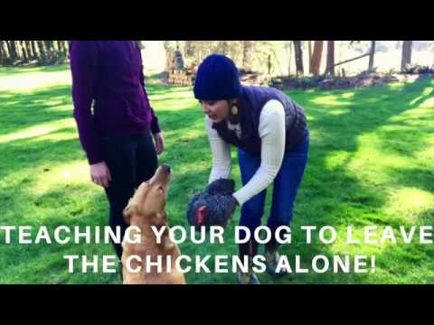 How to Train Your Dog Not to Eat or Attack Your Chickens