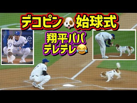 スタジアム大喝采‼️デコピン始球式🐶翔平パパはデレデレ😂 【現地映像】8/28vsオリオールズ ShoheiOhtani Dodgers