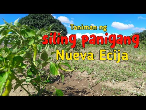 Small Sili Plantation in Nueva Ecija #buhayprobinsya #nuevaecija  #farming