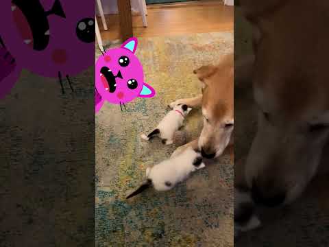 Huge Dog + Tiny Kittens = ❤️ | Dodo Kids