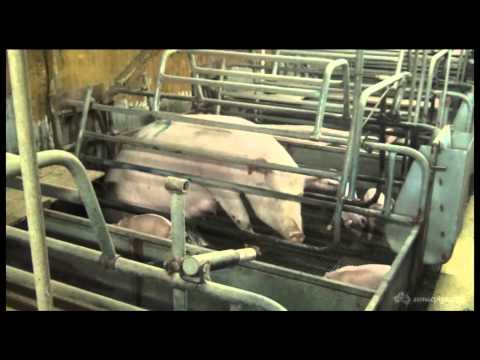 Boen Boe Stud Piggery NSW 2013 - Australian farrowing crates