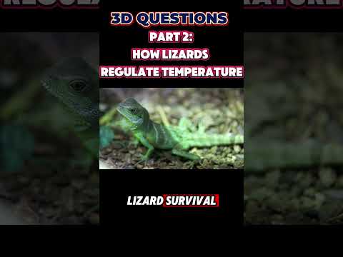 PT 2 : Lizard Adaptations: How They Control Temperature | 3-D Questions from Steamspirations