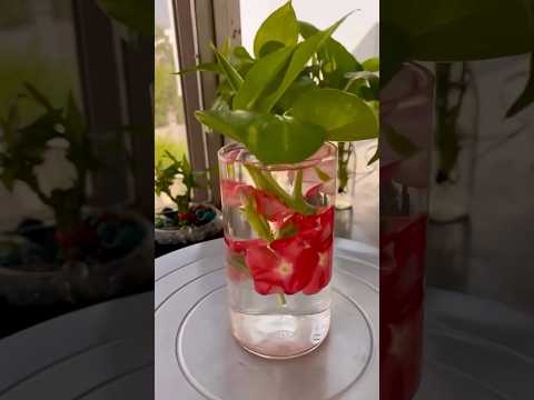 Money Plant & Flowers Decoration in Water #plantsdecor #houseplantdecor #homedecor #diy #flowers