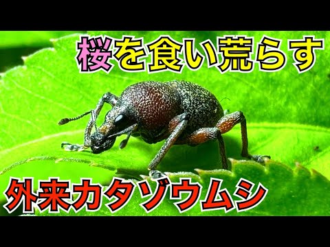 新発見！？桜並木をボロボロに食い荒らす犯人は謎だらけの外来昆虫でした