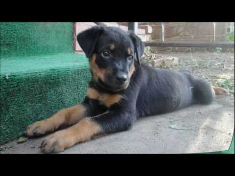 Sasha 2 month old Rottweiler