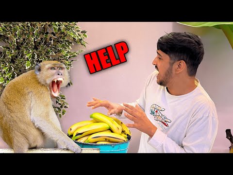 MONKEY ATTACKS AMITBHAI IN BALI 😱 🙉