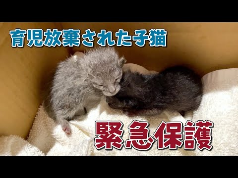 育児放棄された産まれたての子猫を保護しました