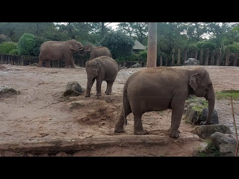 Asian Elephant Family at Chester Zoo - 19/10/23