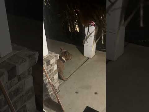 American bully guards house from armadillo ￼@ 5am #familyvlog #funny #marriage #americanbully #fyp