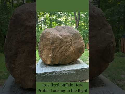 FOSSILIZED BUFFALO HEAD  GRANVILLE, OH