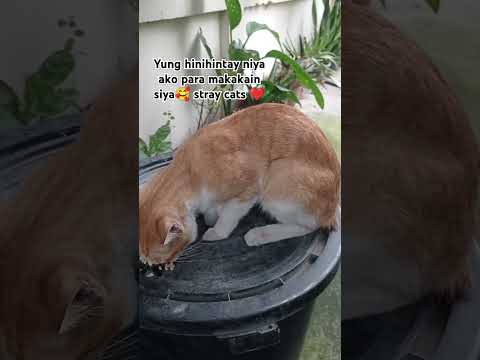 Feeding StrayCat | MeiLee Vlogs