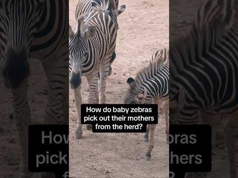 Each zebra's stripes are unique! #naturepbs #wildlife #animalshorts #zebra #animals