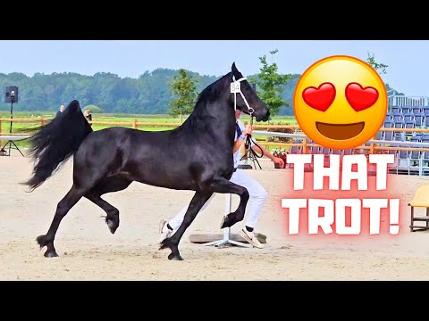 Friesian horse inspection for these beautiful horses! Are they doing well? | Friesian Horses