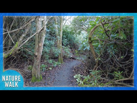 A nature hike in the woods (Nature Visualizer)