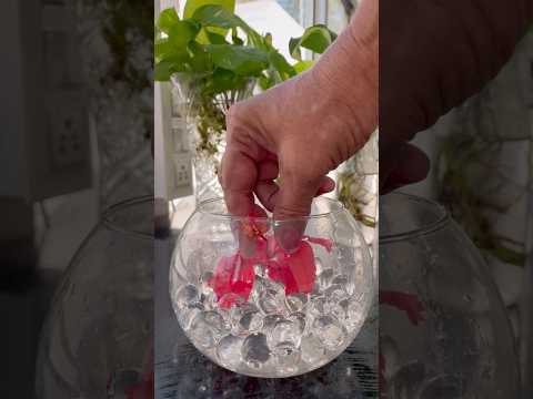 DIY Flowers Decoration in Water  #flowerdecoration #plantsdecor #homedecor #diy #houseplants #flower