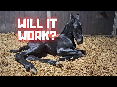 Hurry up! Is newborn filly Baukje finally going to nurse? Feeding pellets | Friesian Horses