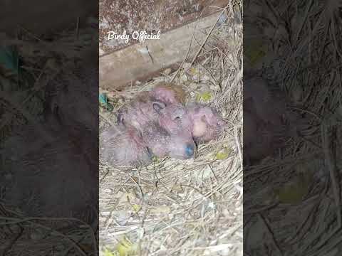 Love Birds Chicks Hatched- Masha Allah #birds #lovbird