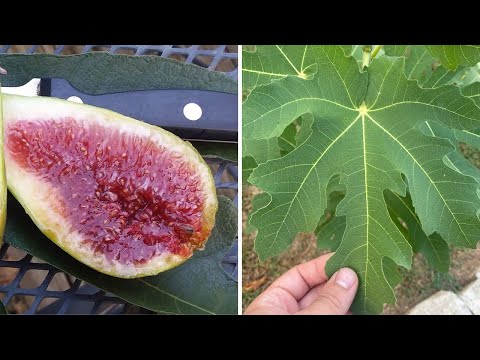 Unlock the Secrets to Growing Figs in Cold Climates!