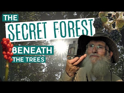 The Secret Forest Beneath the Trees | Wytham Woods