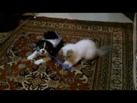 Cavalier King Charles and Ragdoll (cat) playing