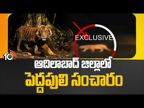 ఆదిలాబాద్ జిల్లాలో పెద్దపులి సంచారం  | Tiger Spotted In Adilabad District | 10tv News