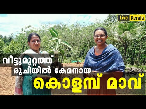 വീട്ടുമുറ്റത്ത് നടാൻ പറ്റിയ മാവിനം /കൊളമ്പ് മാവ്/