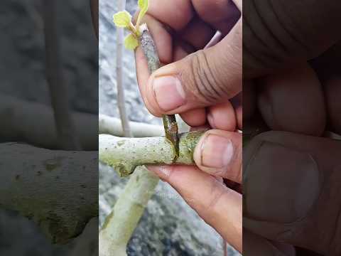 Easy Grafting techniques fruittree #grafting