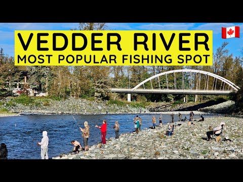 259🇨🇦 Vedder River | Most Popular Fishing Spot in Chilliwack