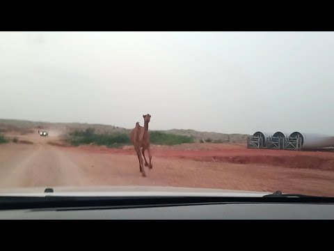 🐪 🚗 Scary Encounter with Mad Camel 🐪 on site | Almost Accident