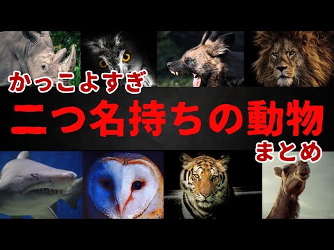 二つ名を持つ動物たちの雑学（説明編）　9割の人が知らない達人の教え #トリビア  #雑学  #動物