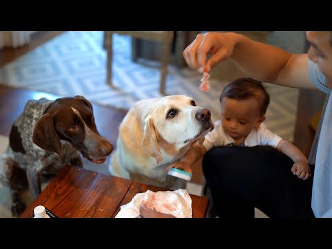 Ultimate Father's Day Surprise: Dogs Feast on Premium Angus Meat Beef from Diaper Bag! 🥩🎉