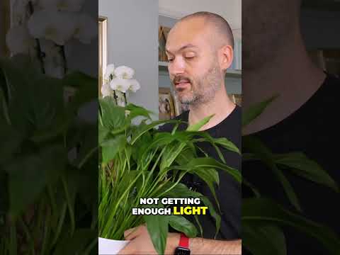 Why your Peace Lily refuses to flower